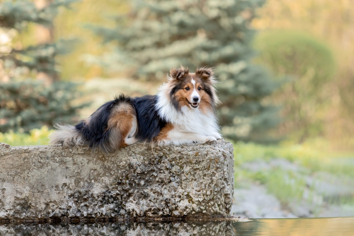 11 Dog Breeds That Could Run Neighborhood Security 11 Dog Breeds That Could Run Neighborhood Security