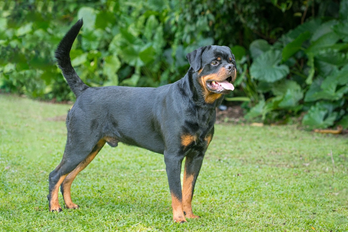 11 Dog Breeds That Will Outrun You Every Time 11 Dog Breeds That Will Outrun You Every Time