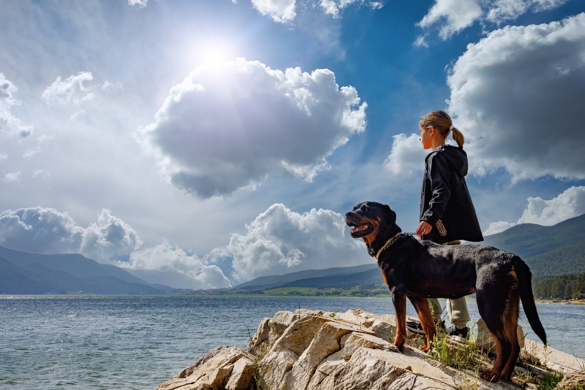 11 Facts That Show Dogs Are Secret Geniuses 11 Facts That Show Dogs Are Secret Geniuses