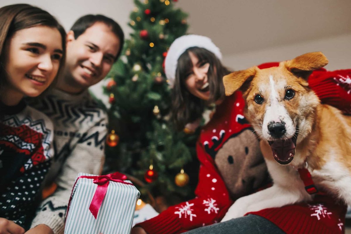11 Family-Loving Dog Breeds That Are All About Home Life 11 Family-Loving Dog Breeds That Are All About Home Life