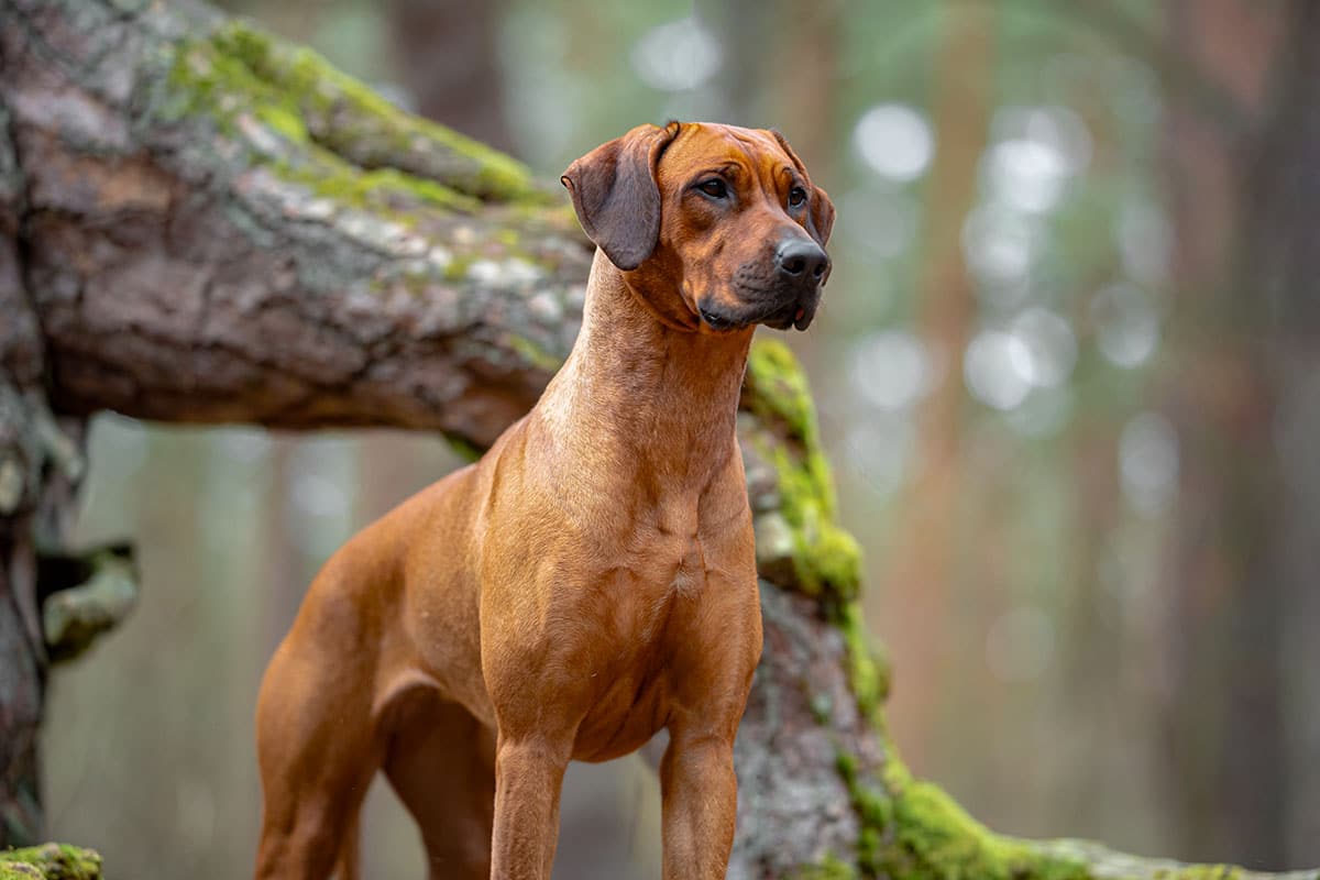11 Fearless Dog Breeds That Are Perfect for Families 11 Fearless Dog Breeds That Are Perfect for Families