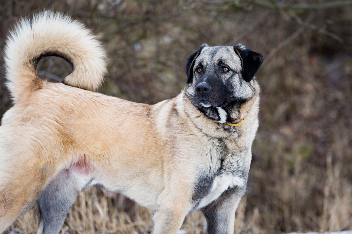 11 Fearless Dog Breeds That Stand Guard With Pride 11 Fearless Dog Breeds That Stand Guard With Pride