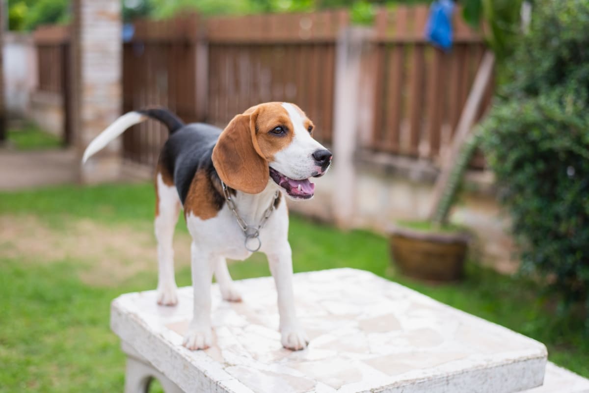 11 Friendly Dog Breeds For Social Homes 11 Friendly Dog Breeds For Social Homes