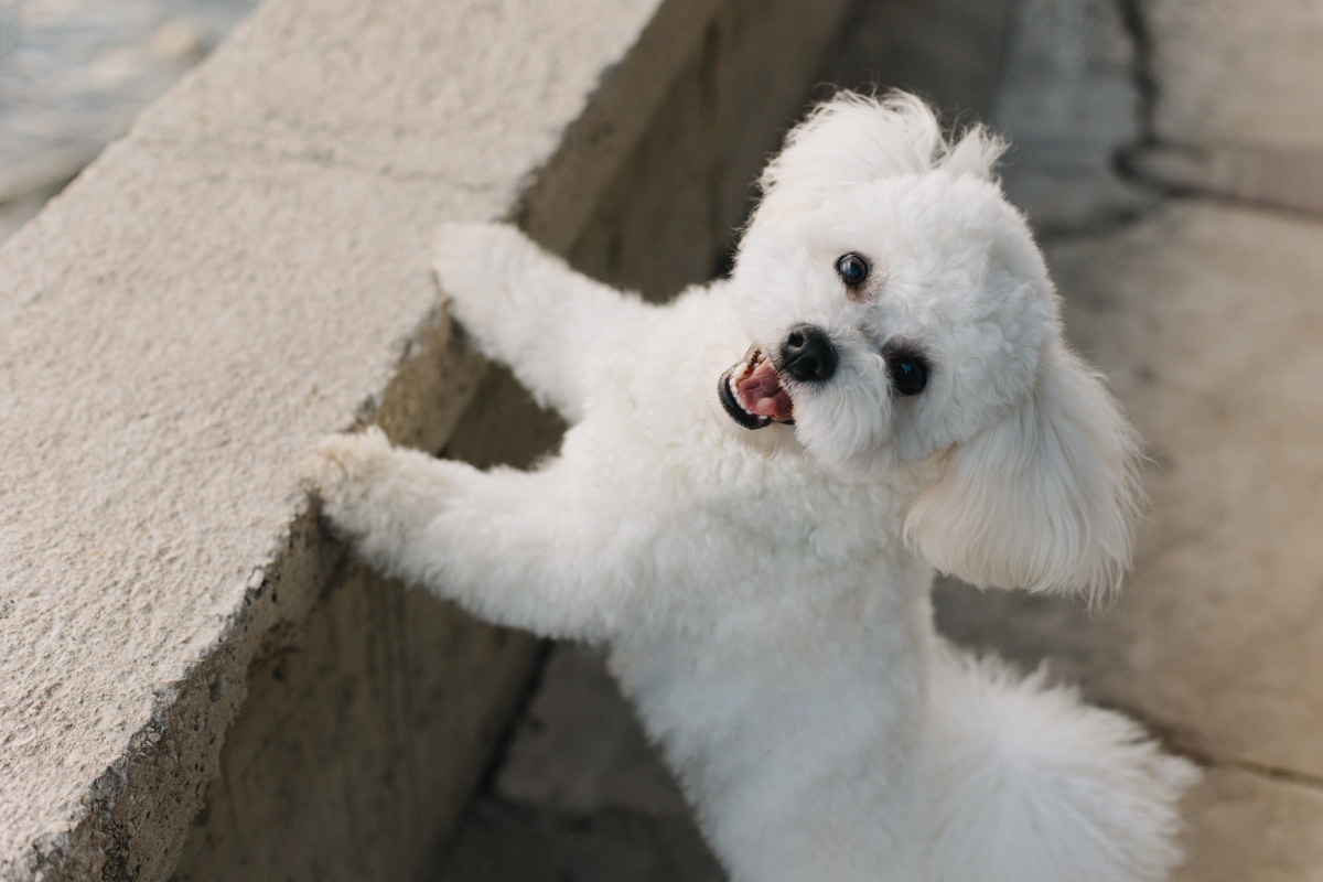 11 Friendly Dog Breeds That Bring Big Smiles 11 Friendly Dog Breeds That Bring Big Smiles