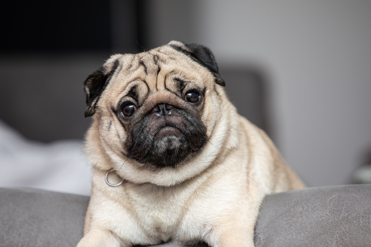 11 Gentle Dog Breeds That Are All Heart 11 Gentle Dog Breeds That Are All Heart