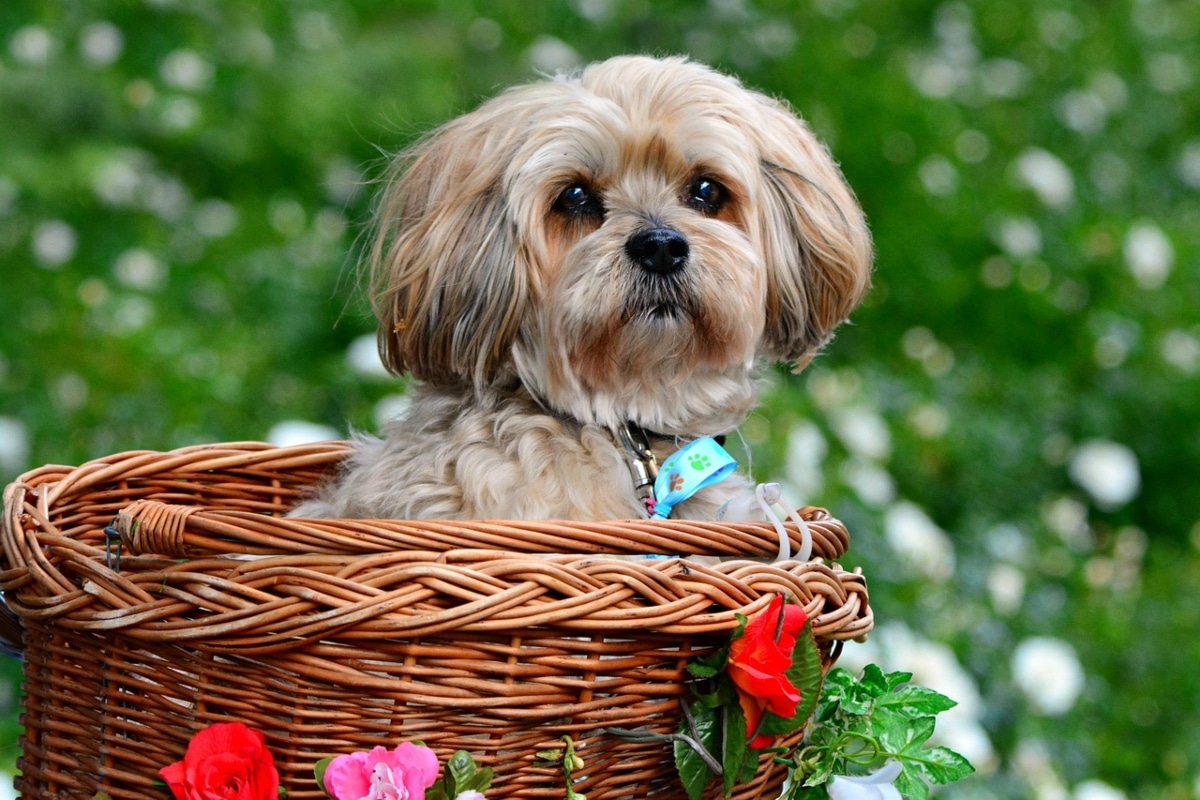 11 Headstrong Dog Breeds That Are Lovably Stubborn 11 Headstrong Dog Breeds That Are Lovably Stubborn