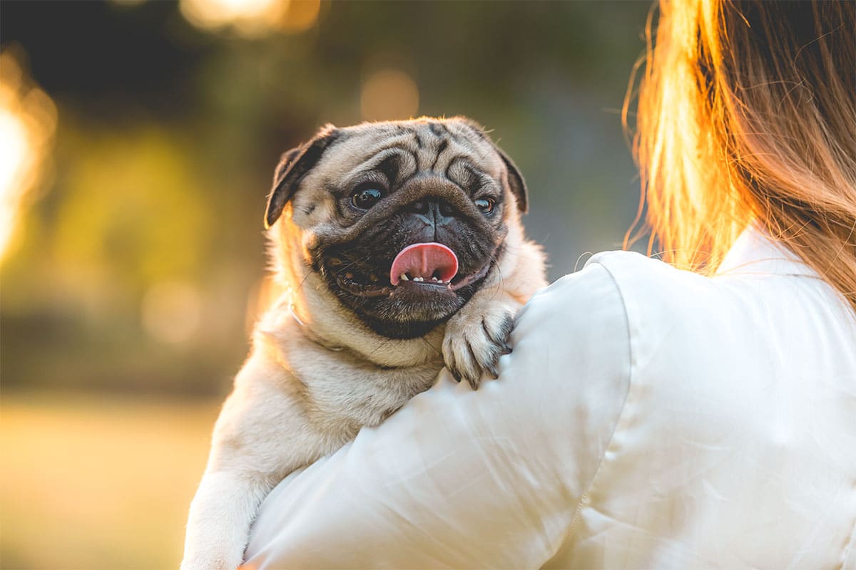 11 Joyful Dog Breeds You’ll Find Absolutely Charming 11 Joyful Dog Breeds You’ll Find Absolutely Charming