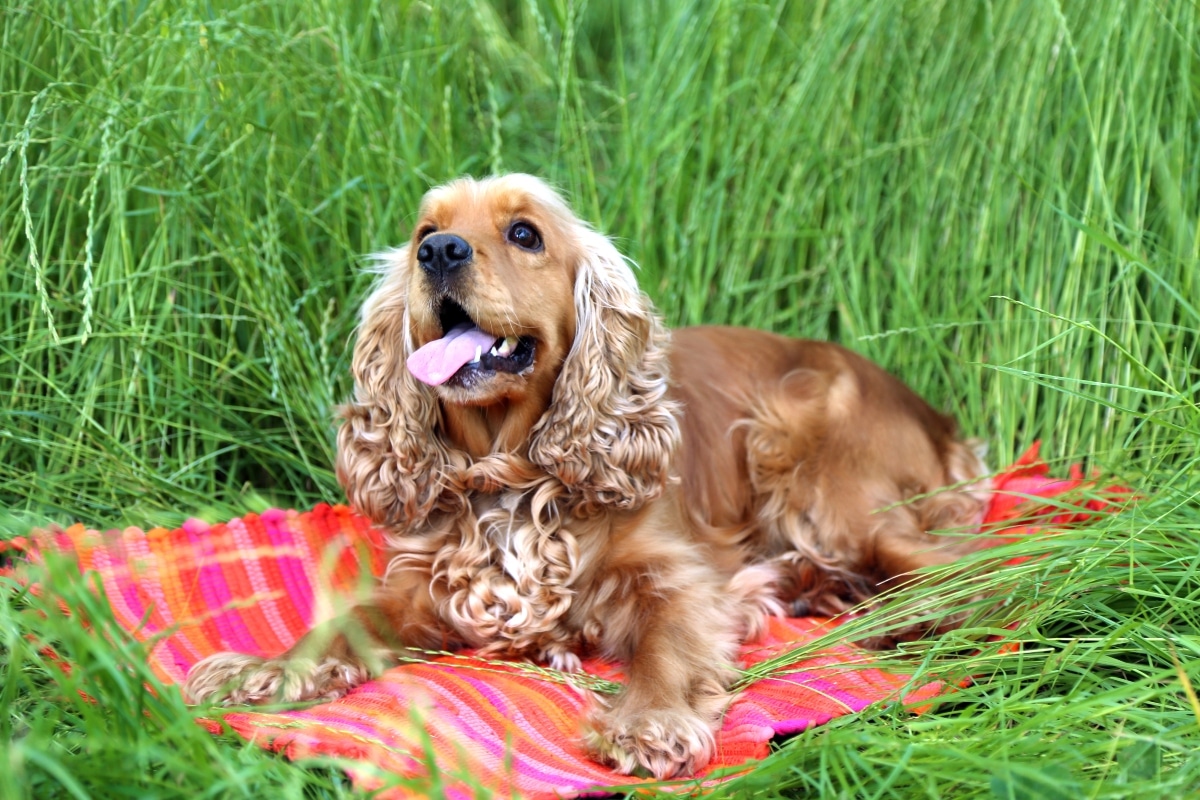 11 Loving Dog Breeds That Know When You Need Comfort 11 Loving Dog Breeds That Know When You Need Comfort