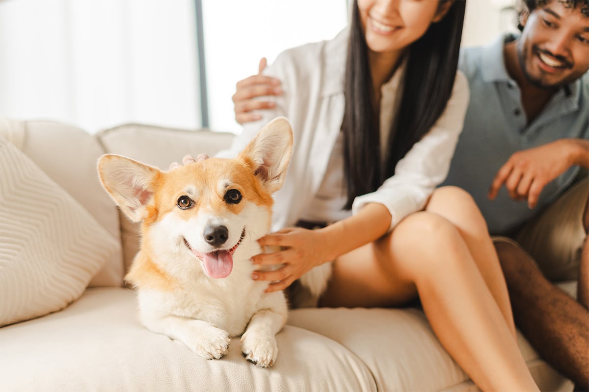11 Loving Dog Breeds That Stay Close and Cuddly 11 Loving Dog Breeds That Stay Close and Cuddly