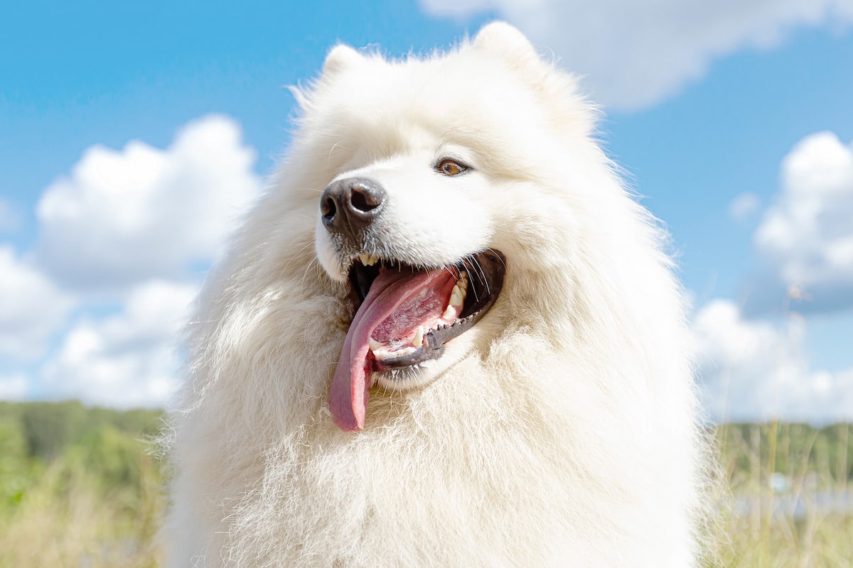 11 Magnetic Dog Breeds That Attract Attention Everywhere 11 Magnetic Dog Breeds That Attract Attention Everywhere