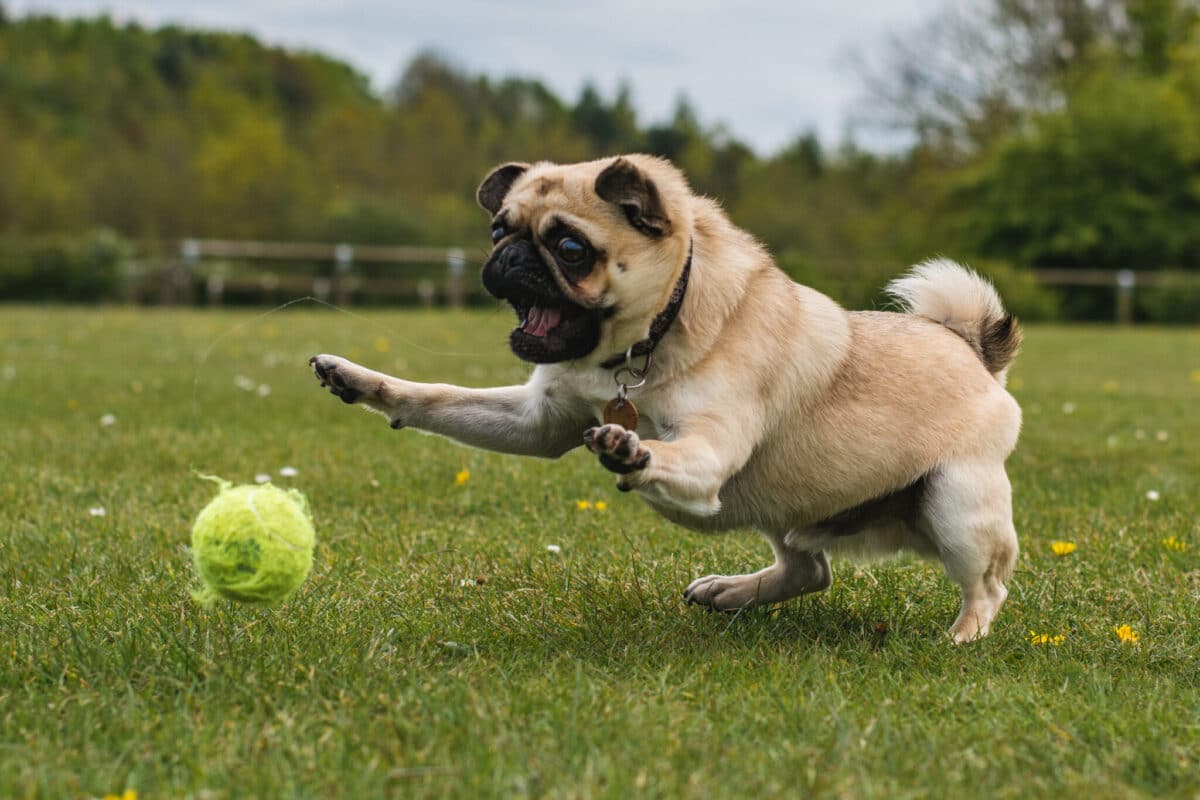 11 Playful Dog Breeds That Turn Parks Into Playgrounds 11 Playful Dog Breeds That Turn Parks Into Playgrounds