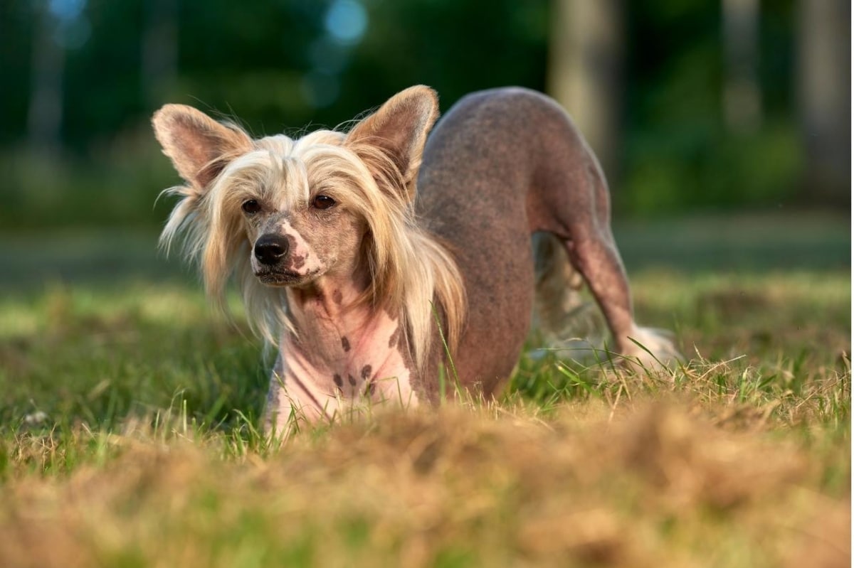11 Quiet Dog Breeds That Are Low Effort 11 Quiet Dog Breeds That Are Low Effort
