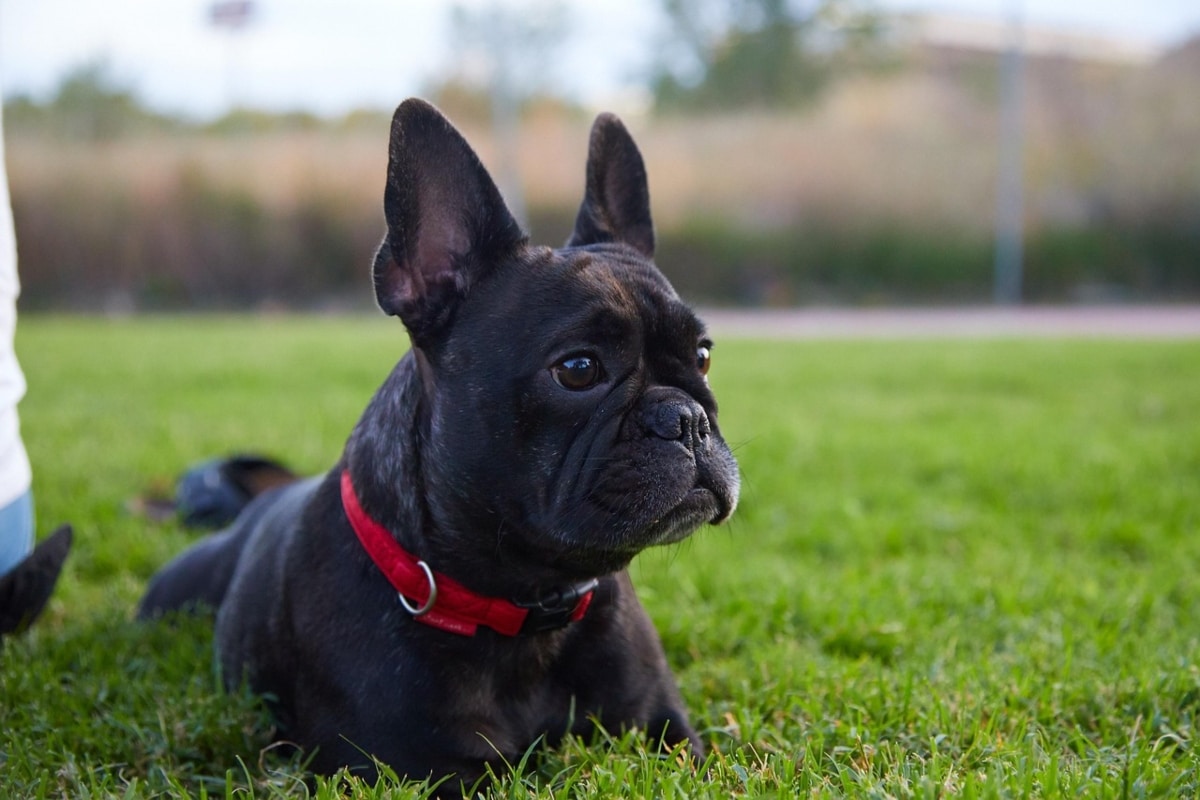 11 Quiet Dog Breeds That Soothe The Soul 11 Quiet Dog Breeds That Soothe The Soul