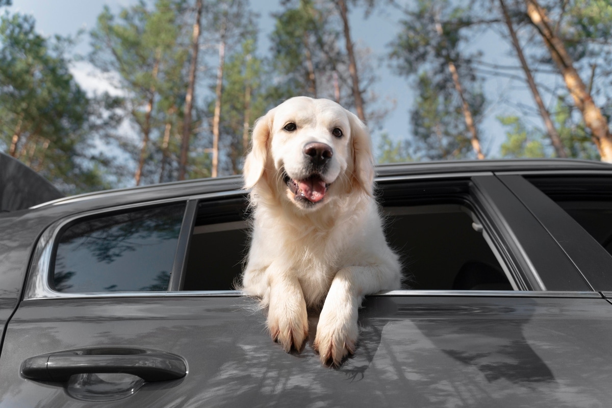 11 Reasons Dogs Love Car Rides 11 Reasons Dogs Love Car Rides