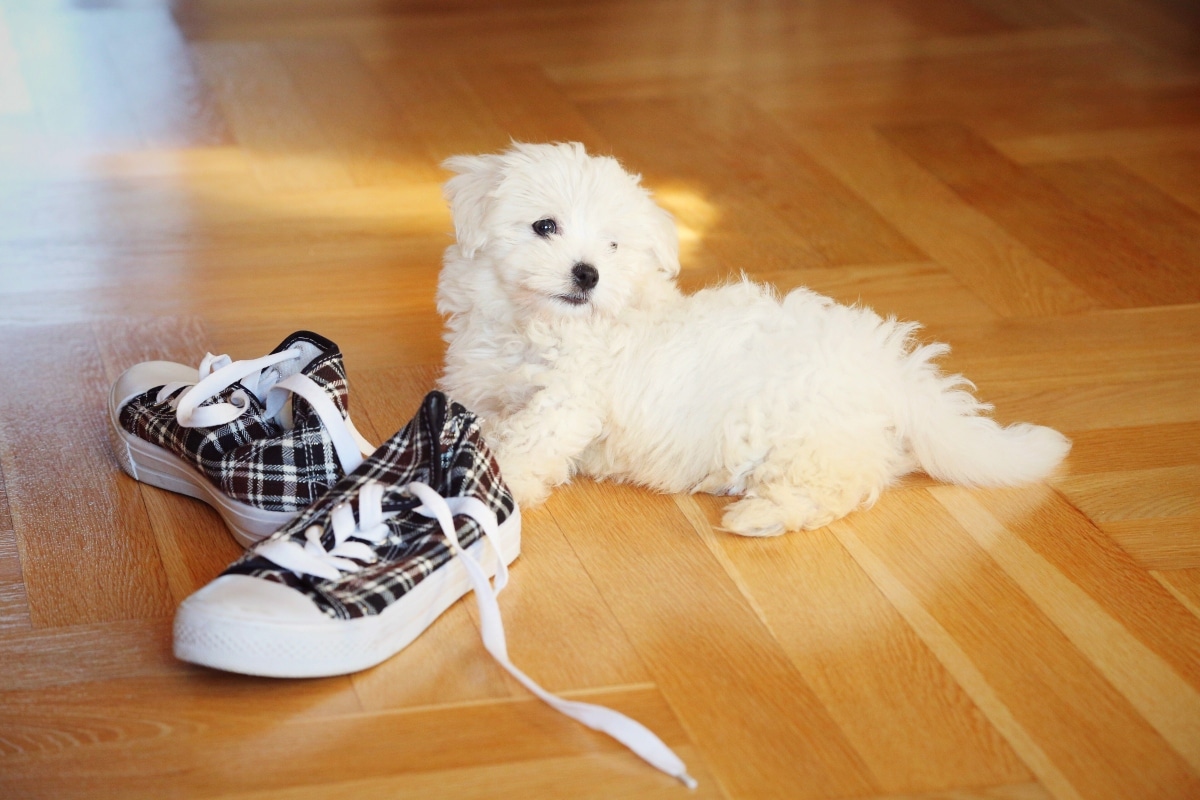 11 Reasons Dogs Sniff Your Shoes So Much 11 Reasons Dogs Sniff Your Shoes So Much