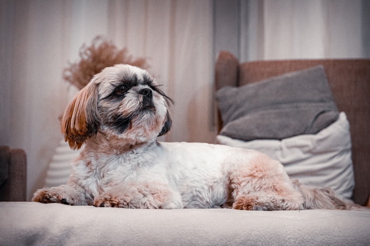 11 Reasons Dogs Spin Before They Sleep