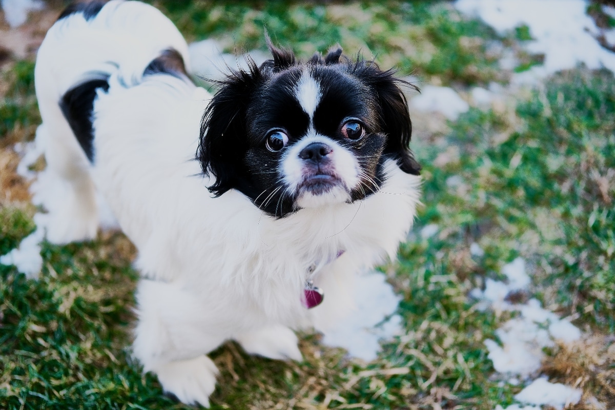 11 Relaxed Dog Breeds That Don’t Need Much 11 Relaxed Dog Breeds That Don’t Need Much
