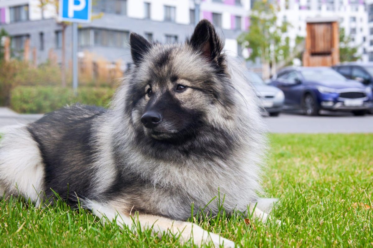 11 Shadowy Dog Breeds That Linger Quietly Nearby 11 Shadowy Dog Breeds That Linger Quietly Nearby