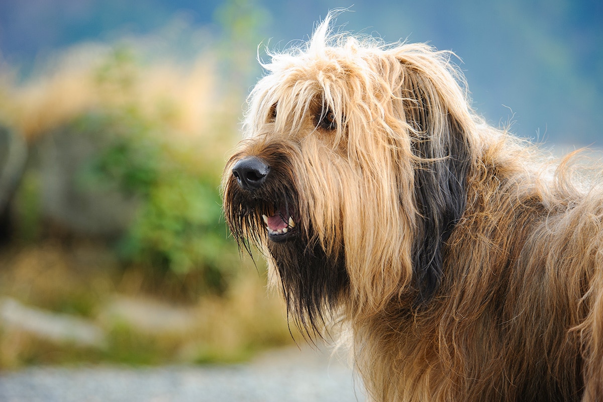 11 Shaggy Dog Breeds That Were Made for Cozy Living 11 Shaggy Dog Breeds That Were Made for Cozy Living