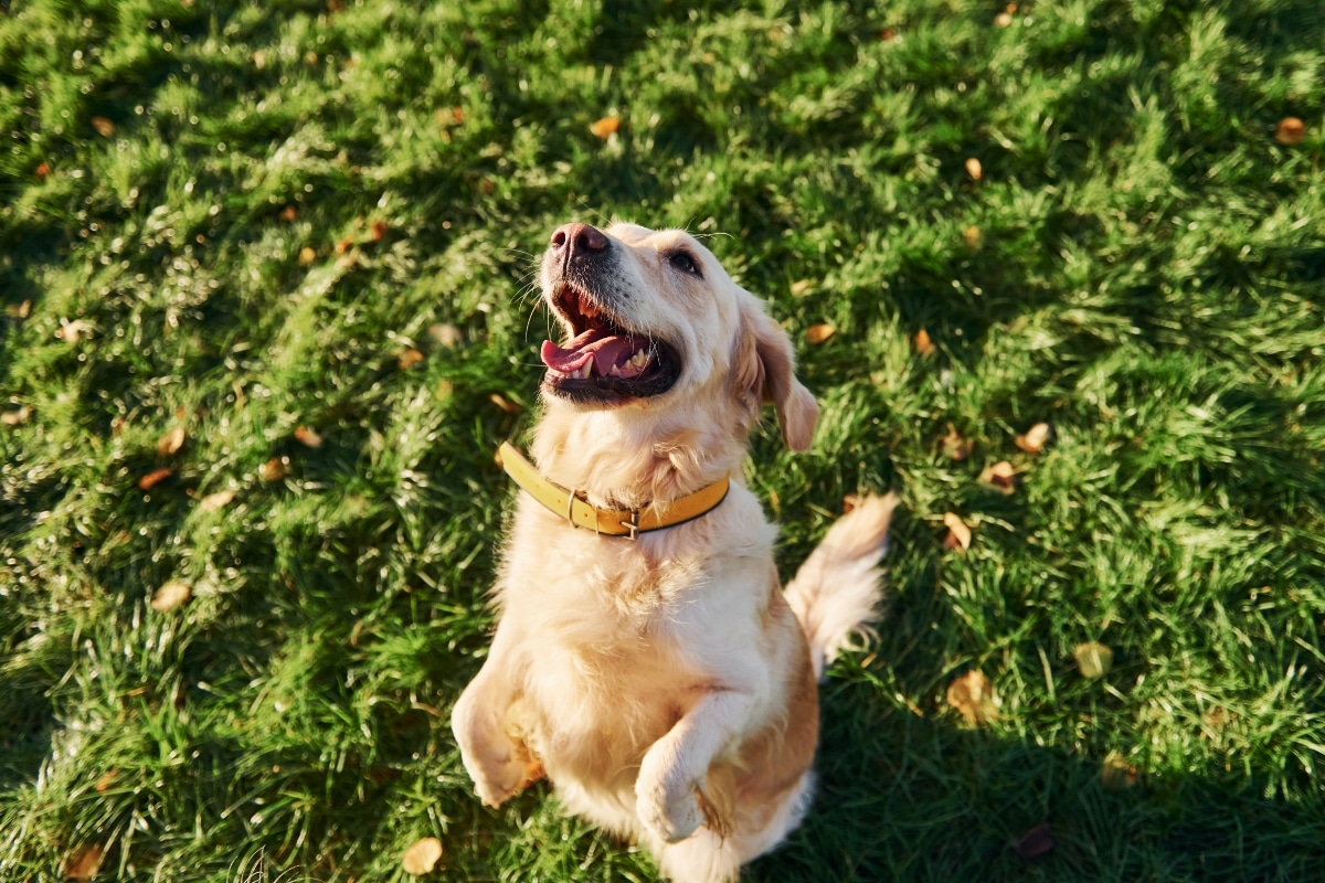 11 Signs Your Dog Thinks You’re Their Favorite Person 11 Signs Your Dog Thinks You’re Their Favorite Person