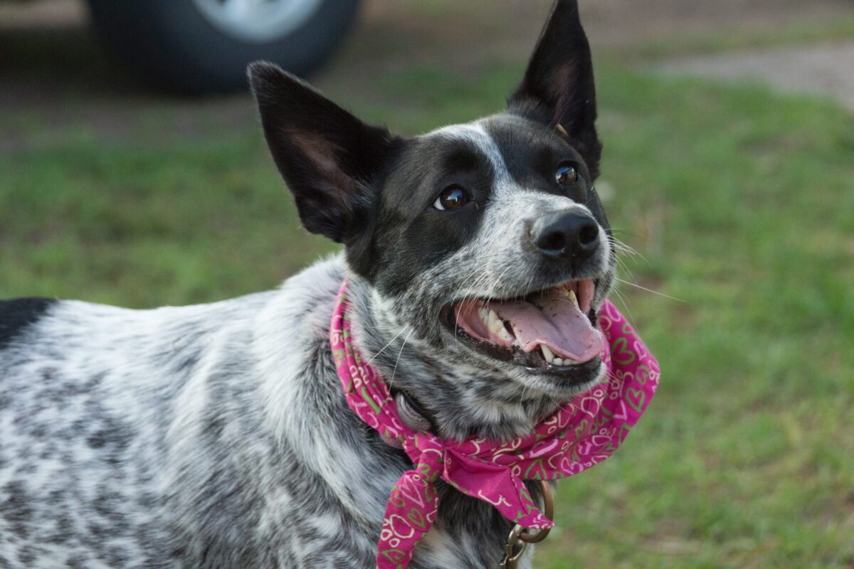 11 Smart Dog Breeds That Learn Quickly 11 Smart Dog Breeds That Learn Quickly