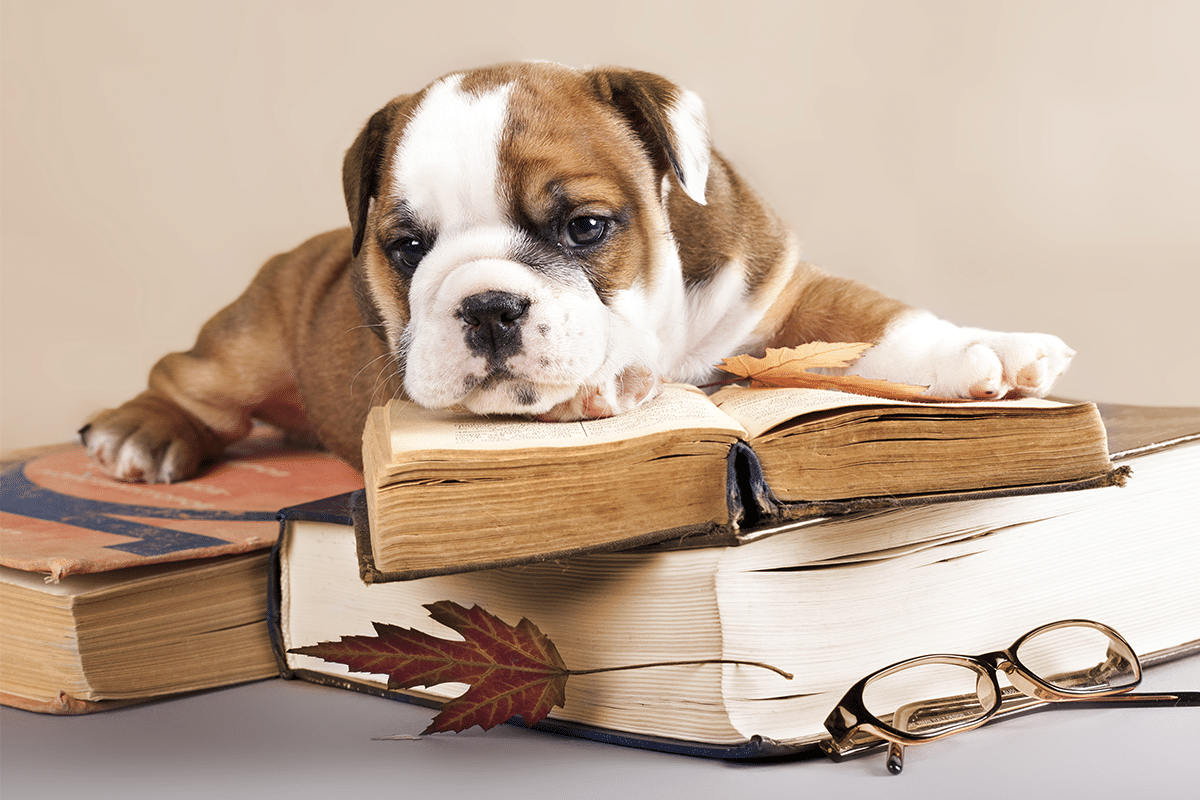 11 Snuggly Dog Breeds For Lazy Days 11 Snuggly Dog Breeds For Lazy Days