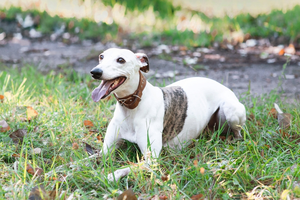 11 Spirited Dog Breeds That Chase With Joy