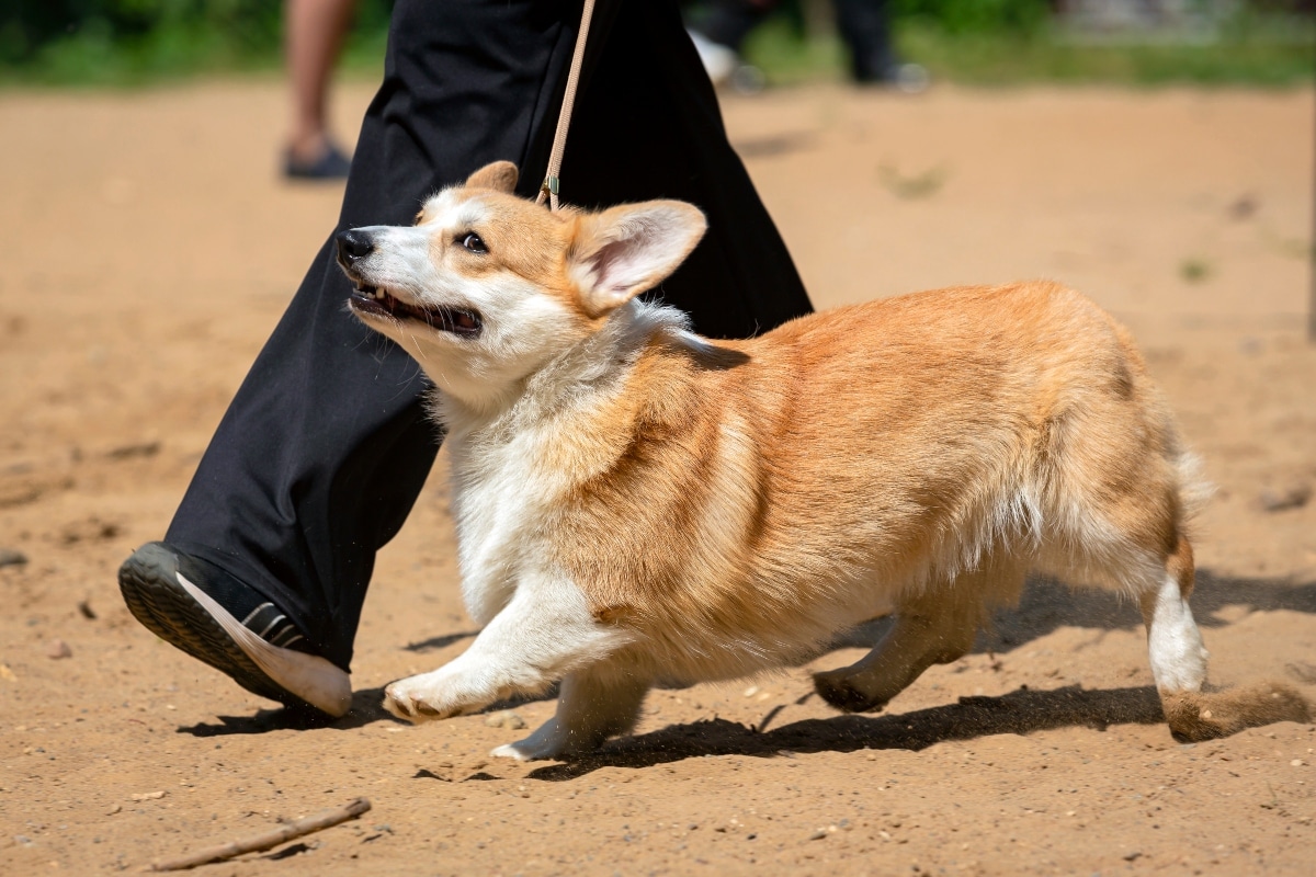 11 Spirited Dog Breeds That Make Great Companions 11 Spirited Dog Breeds That Make Great Companions