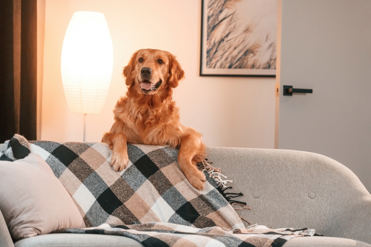 11 Swaggering Dog Breeds That Own Every Room 11 Swaggering Dog Breeds That Own Every Room