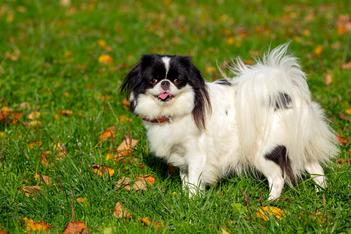 11 Tiny Dog Breeds With Big Personalities 11 Tiny Dog Breeds With Big Personalities