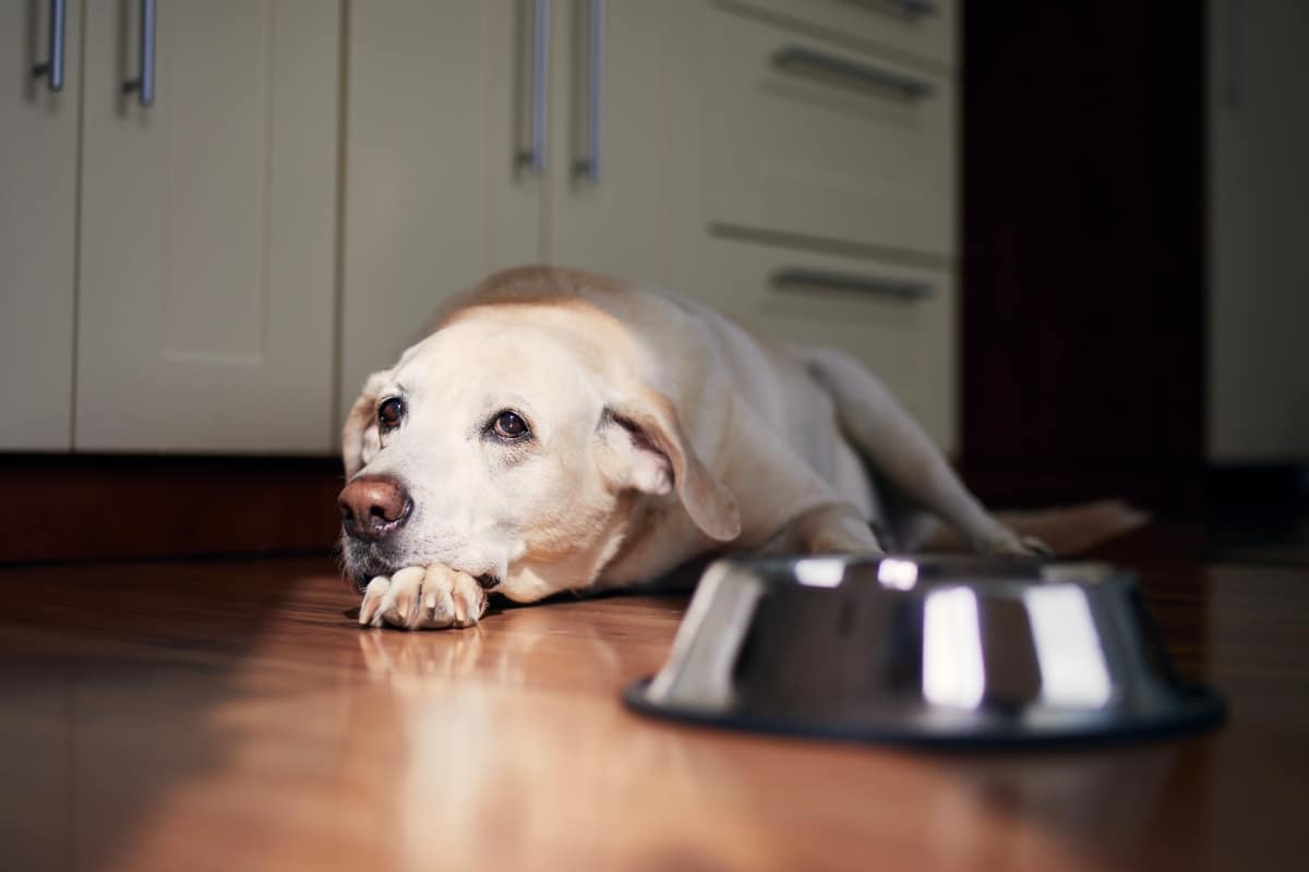11 Ways Dogs Handle Feeling Lonely 11 Ways Dogs Handle Feeling Lonely