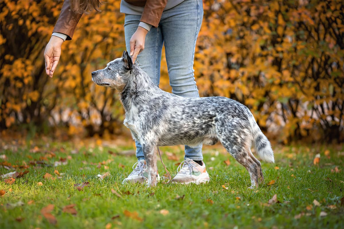 11 Ways Dogs Say “Back Off” Without Barking 11 Ways Dogs Say “Back Off” Without Barking
