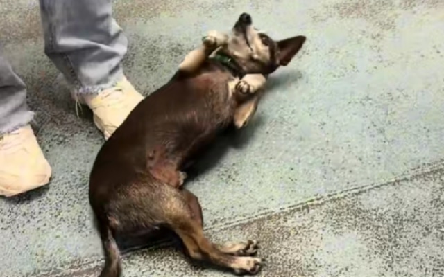 12-Year Shelter Pup Sees Old Friend Again 12-Year Shelter Pup Sees Old Friend Again