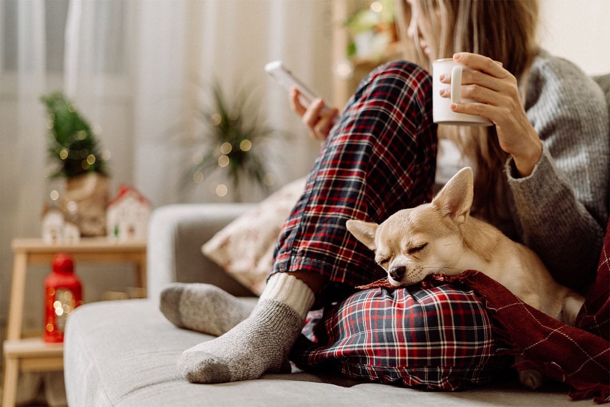 13 Affectionate Dog Breeds That Beg For Lap Time 13 Affectionate Dog Breeds That Beg For Lap Time