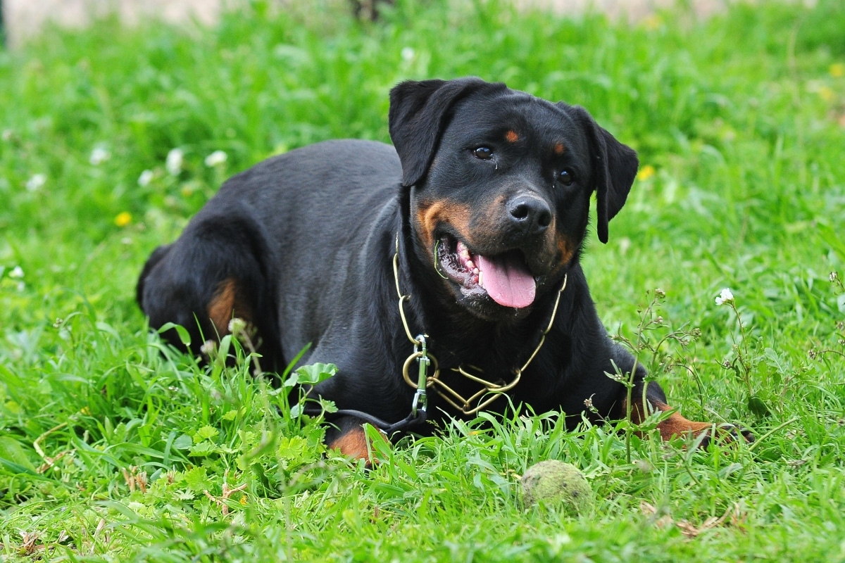 13 Brainy Dog Breeds That Impress With Their Smarts 13 Brainy Dog Breeds That Impress With Their Smarts