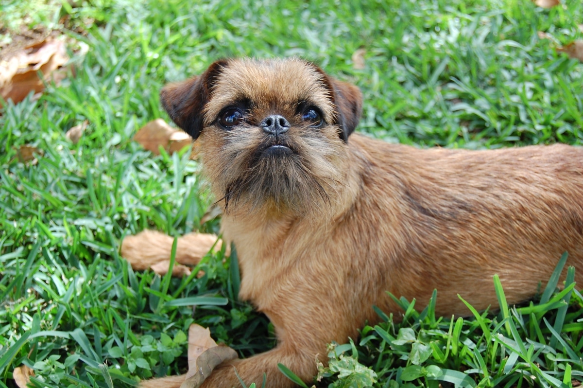 13 Brainy Dog Breeds That Stay Focused 13 Brainy Dog Breeds That Stay Focused