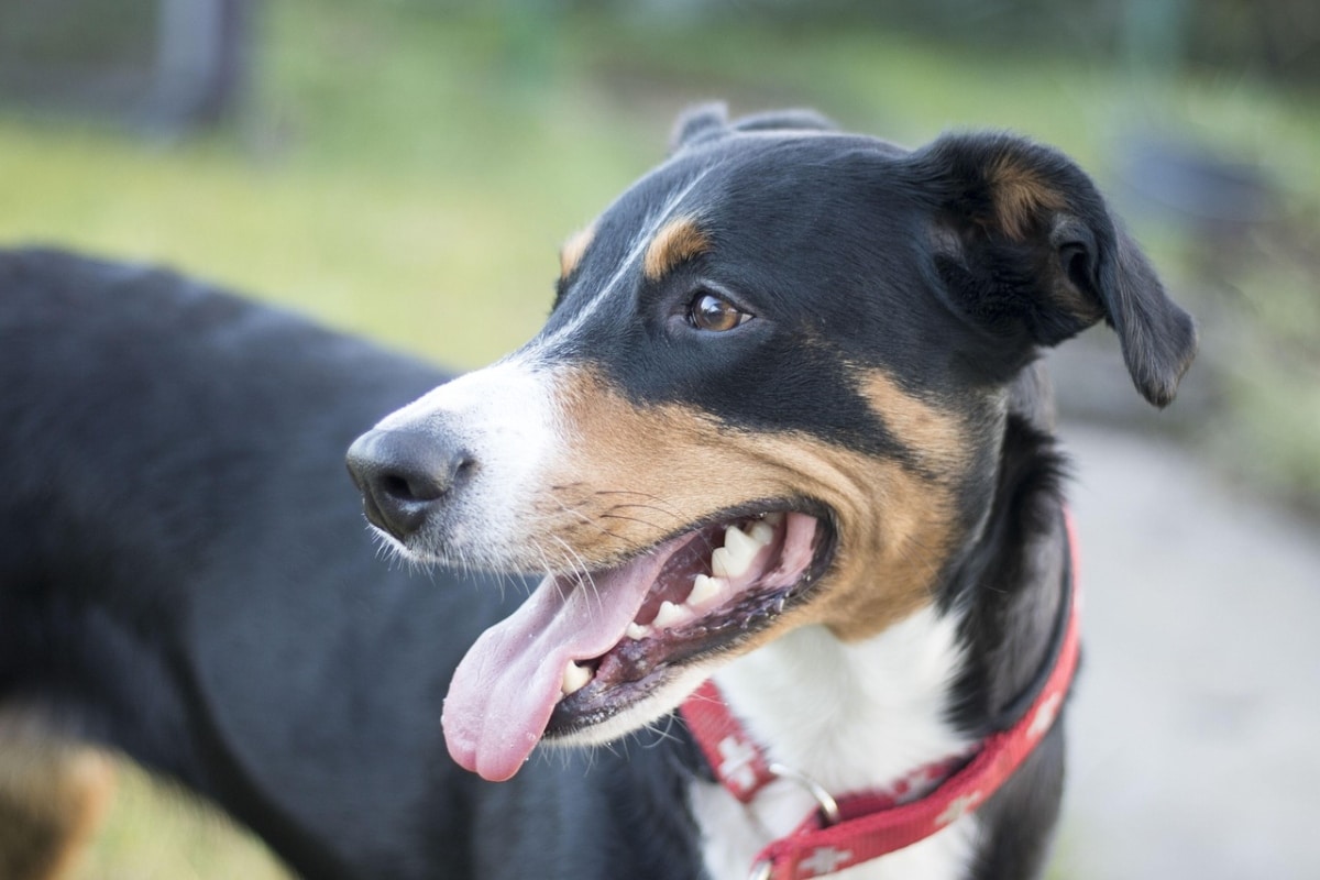 13 Brave Dog Breeds That Are Fierce but Gentle at Heart 13 Brave Dog Breeds That Are Fierce but Gentle at Heart