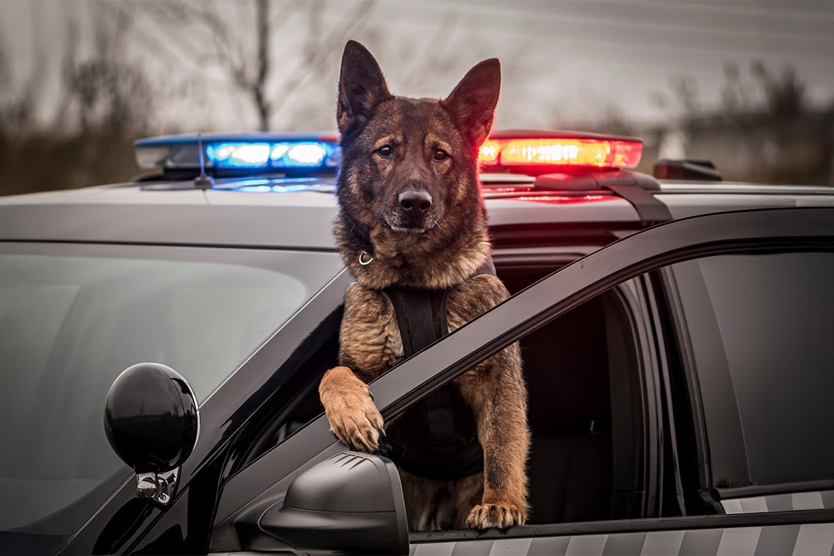 13 Brave Dog Breeds That Protect Their People 13 Brave Dog Breeds That Protect Their People