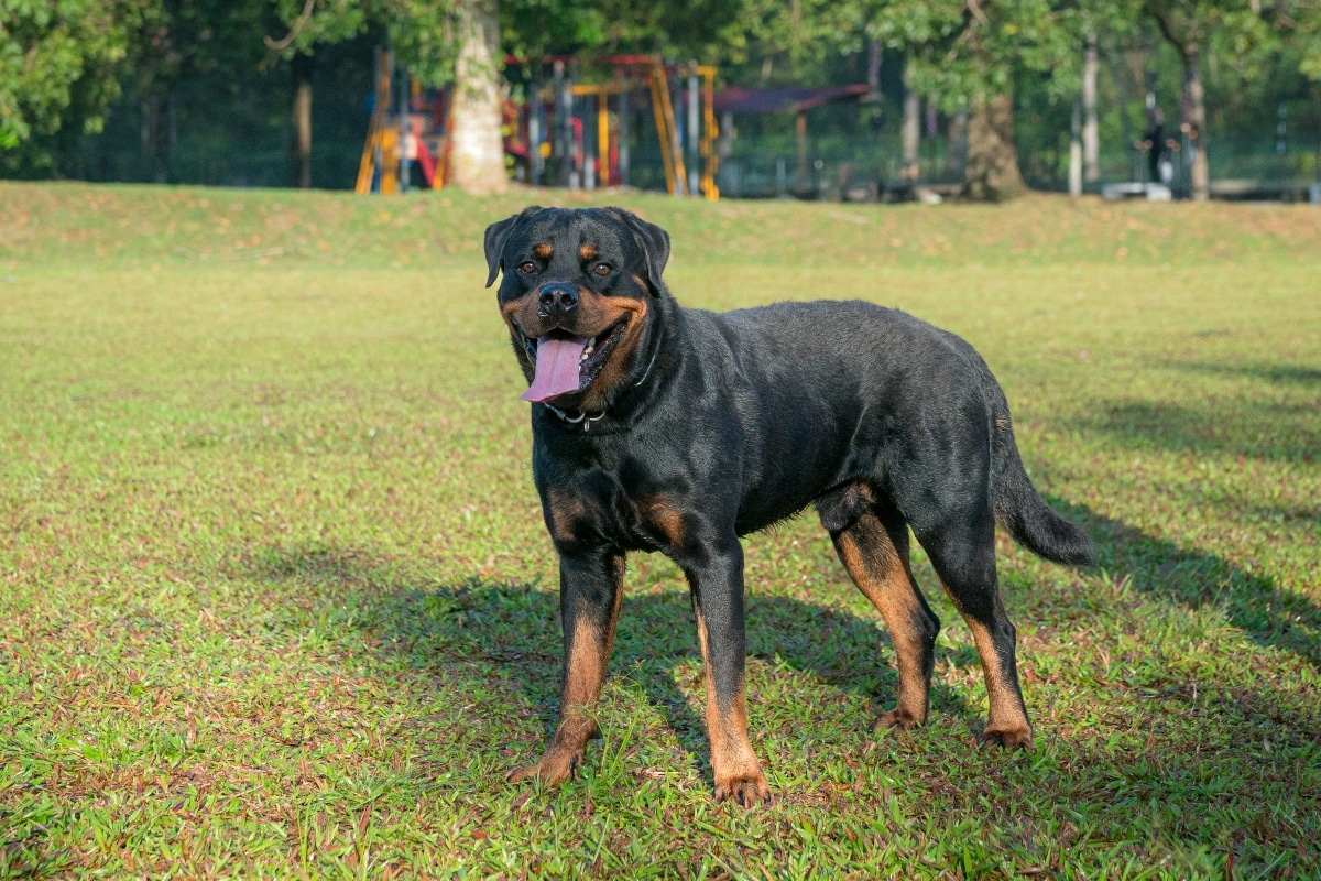 13 Brave Dog Breeds With Fierce Loyalty 13 Brave Dog Breeds With Fierce Loyalty