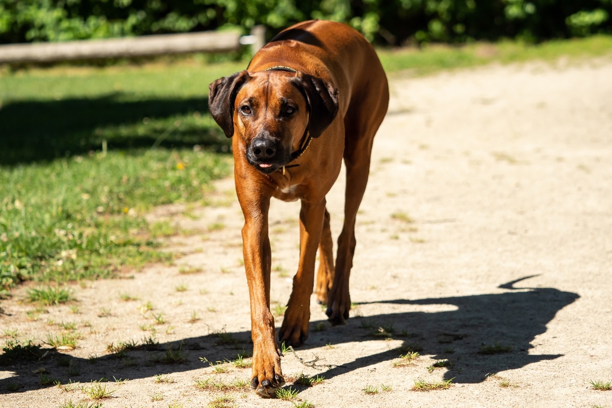 13 Brave Dog Breeds With Steady Courage 13 Brave Dog Breeds With Steady Courage
