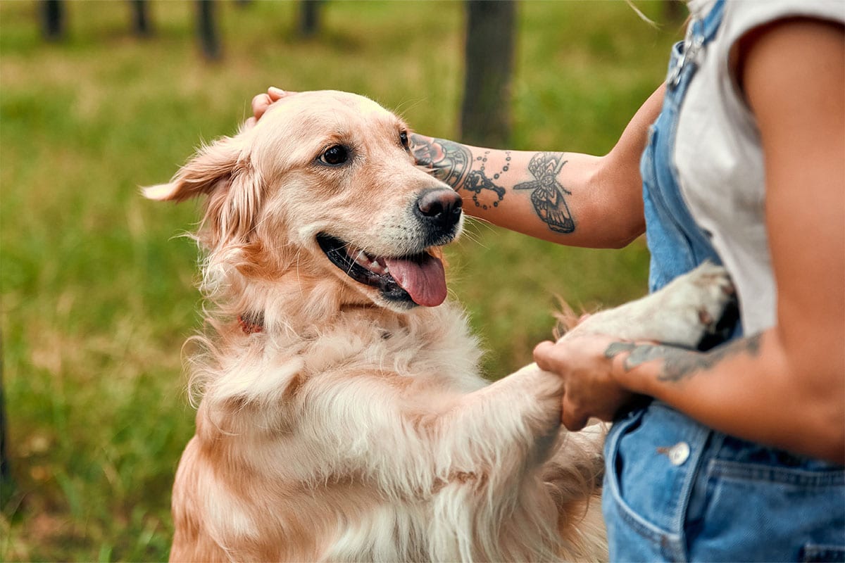Life Is More Fun With These 9 Silly Dog Breeds Life Is More Fun With These 9 Silly Dog Breeds
