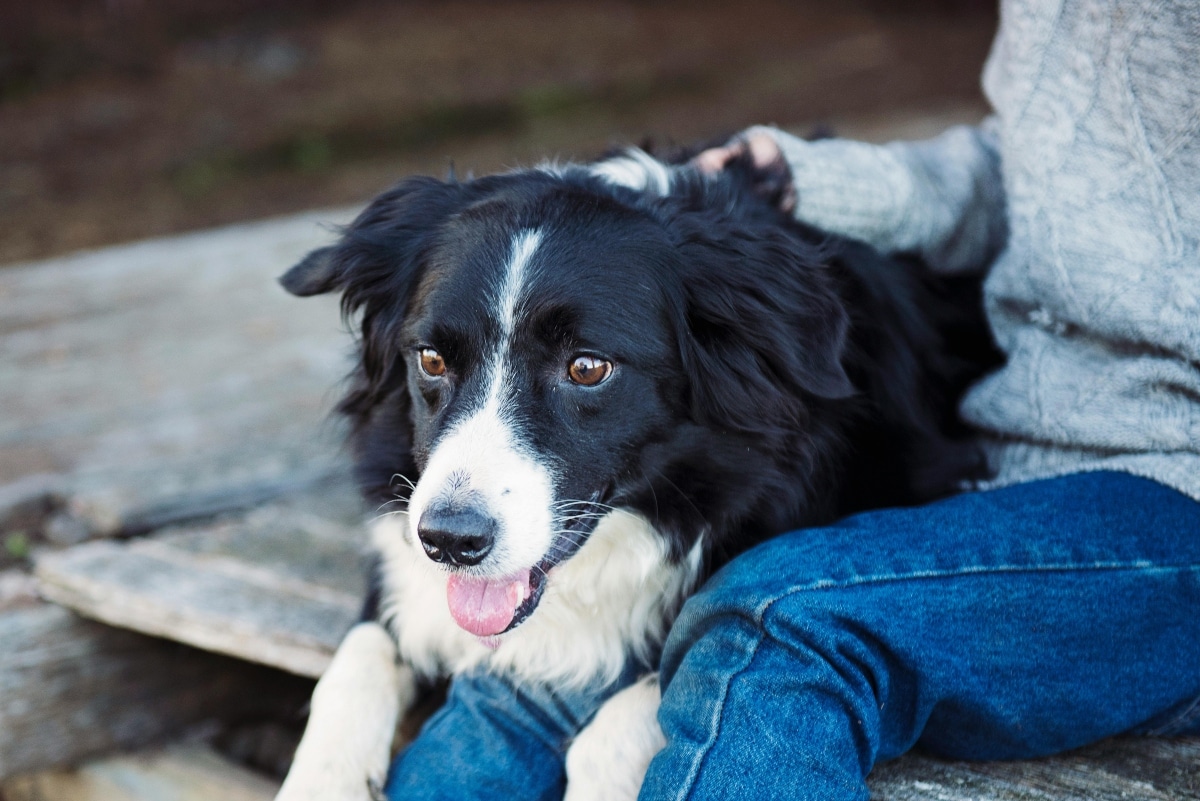 13 Cuddly Dog Breeds That Want To Be Close 13 Cuddly Dog Breeds That Want To Be Close