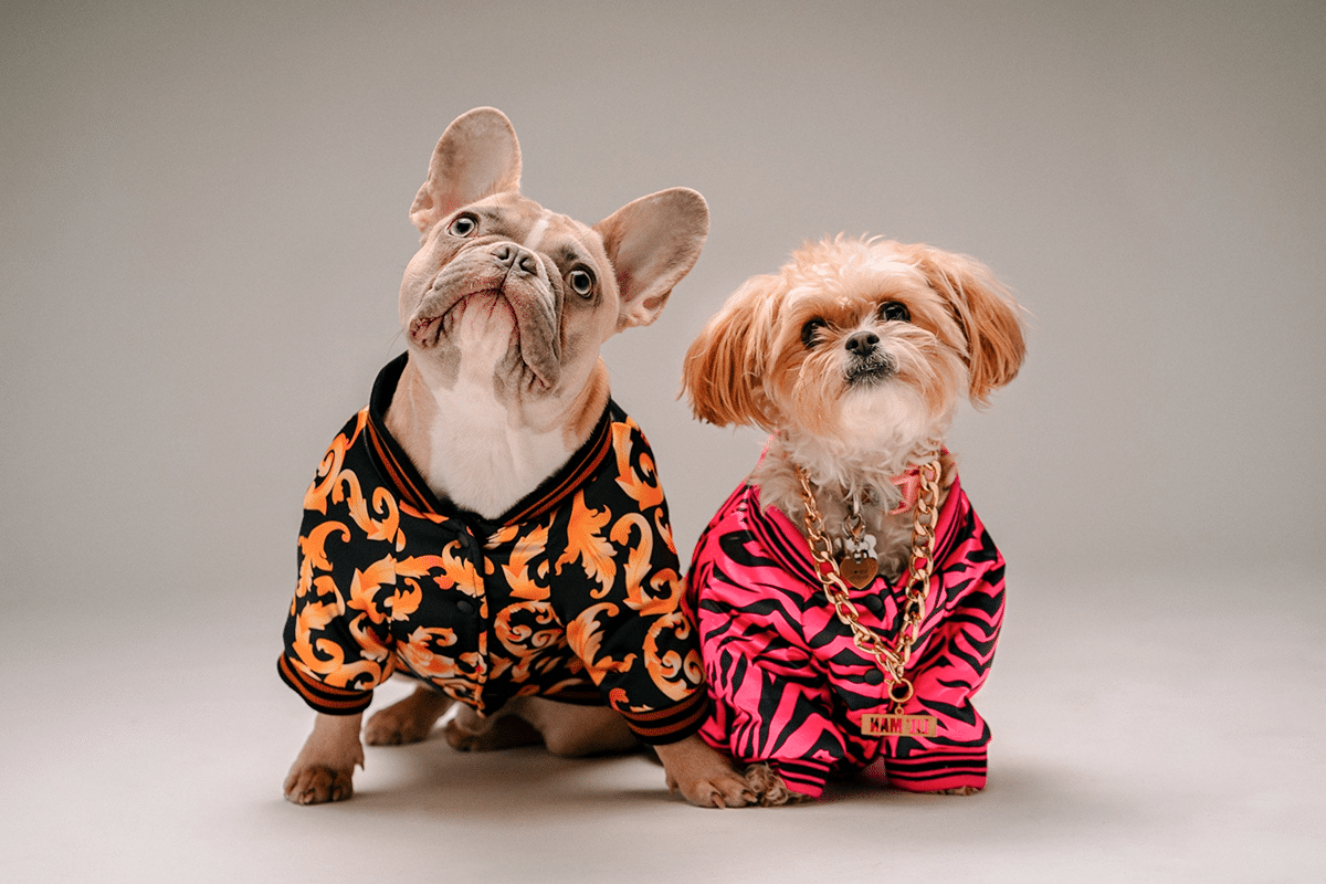 13 Distinguished Dog Breeds That Age With Incredible Grace 13 Distinguished Dog Breeds That Age With Incredible Grace