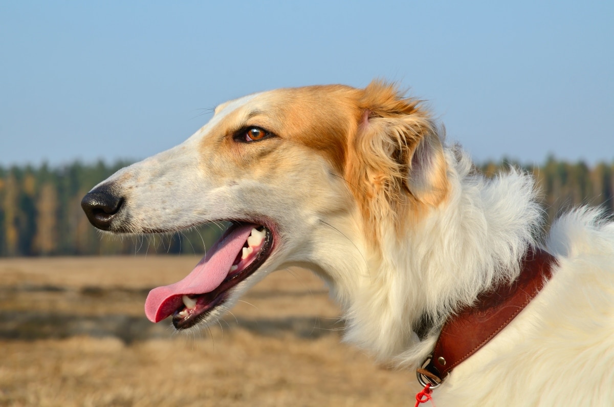 13 Distinguished Dog Breeds That Impress With Their Dignity 13 Distinguished Dog Breeds That Impress With Their Dignity