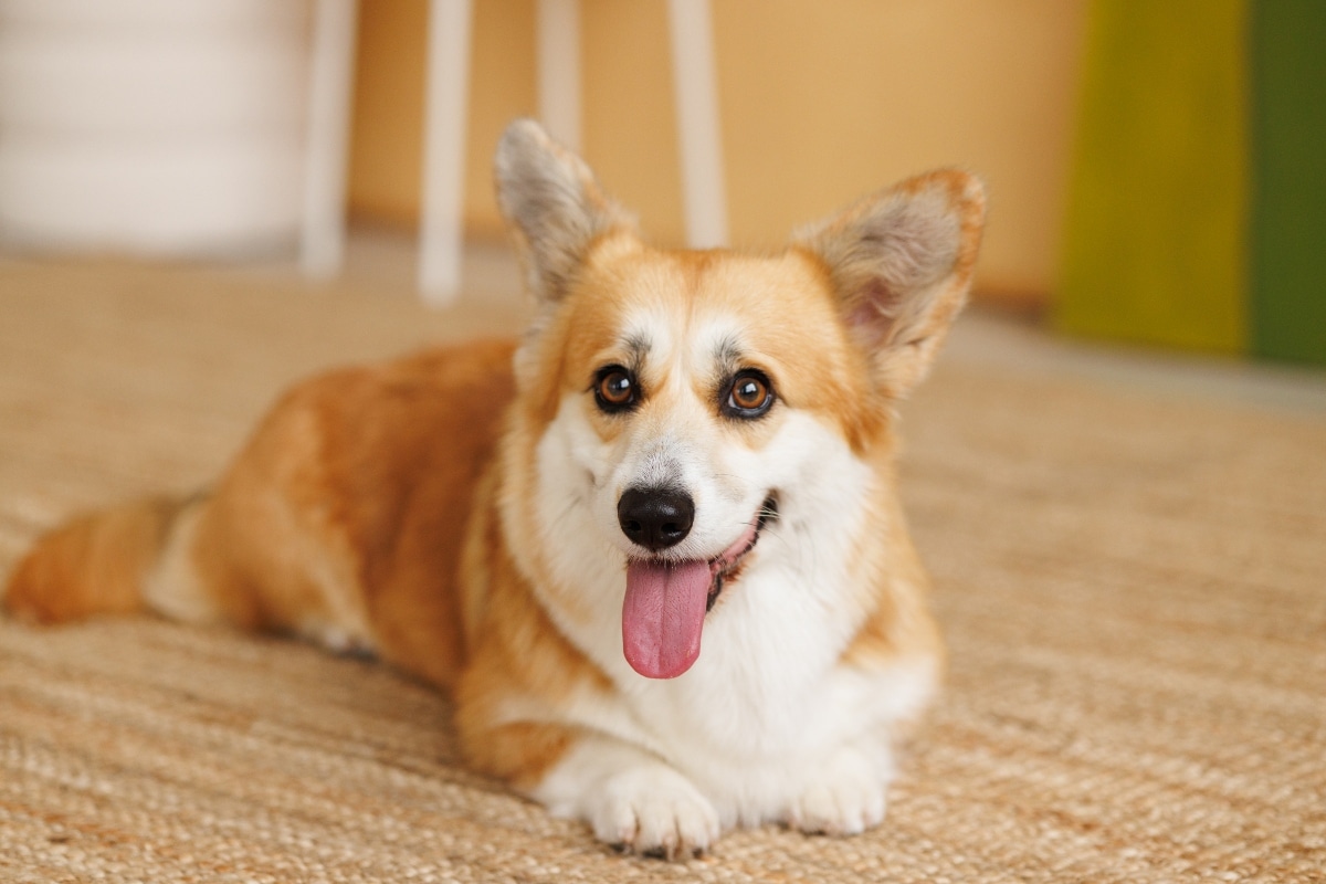13 Dog Breeds That See You as Their 24/7 Job (and Love It) 13 Dog Breeds That See You as Their 24/7 Job (and Love It)