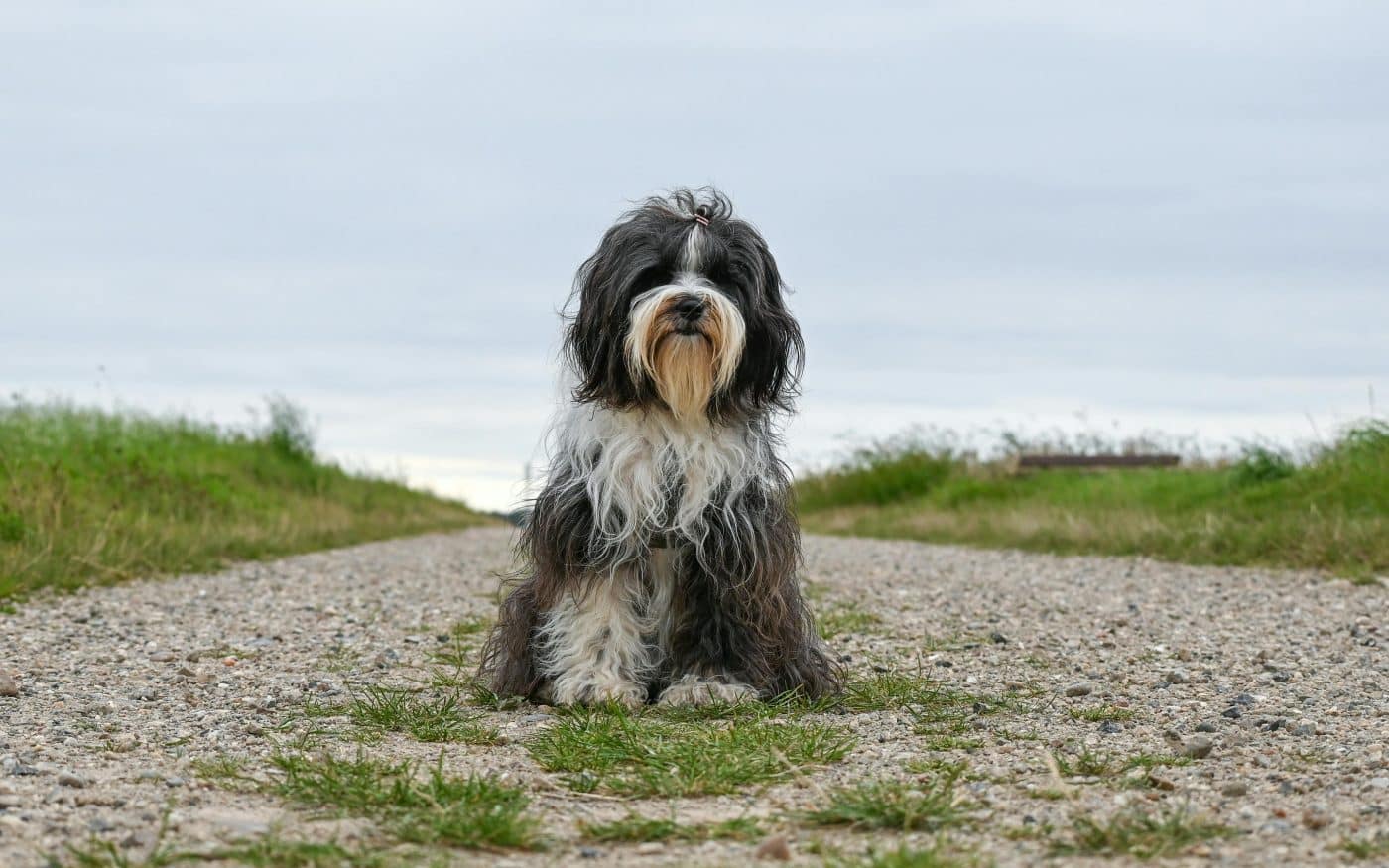 13 Dog Breeds That Were Featured in Early Children’s Books and Fables 13 Dog Breeds That Were Featured in Early Children’s Books and Fables