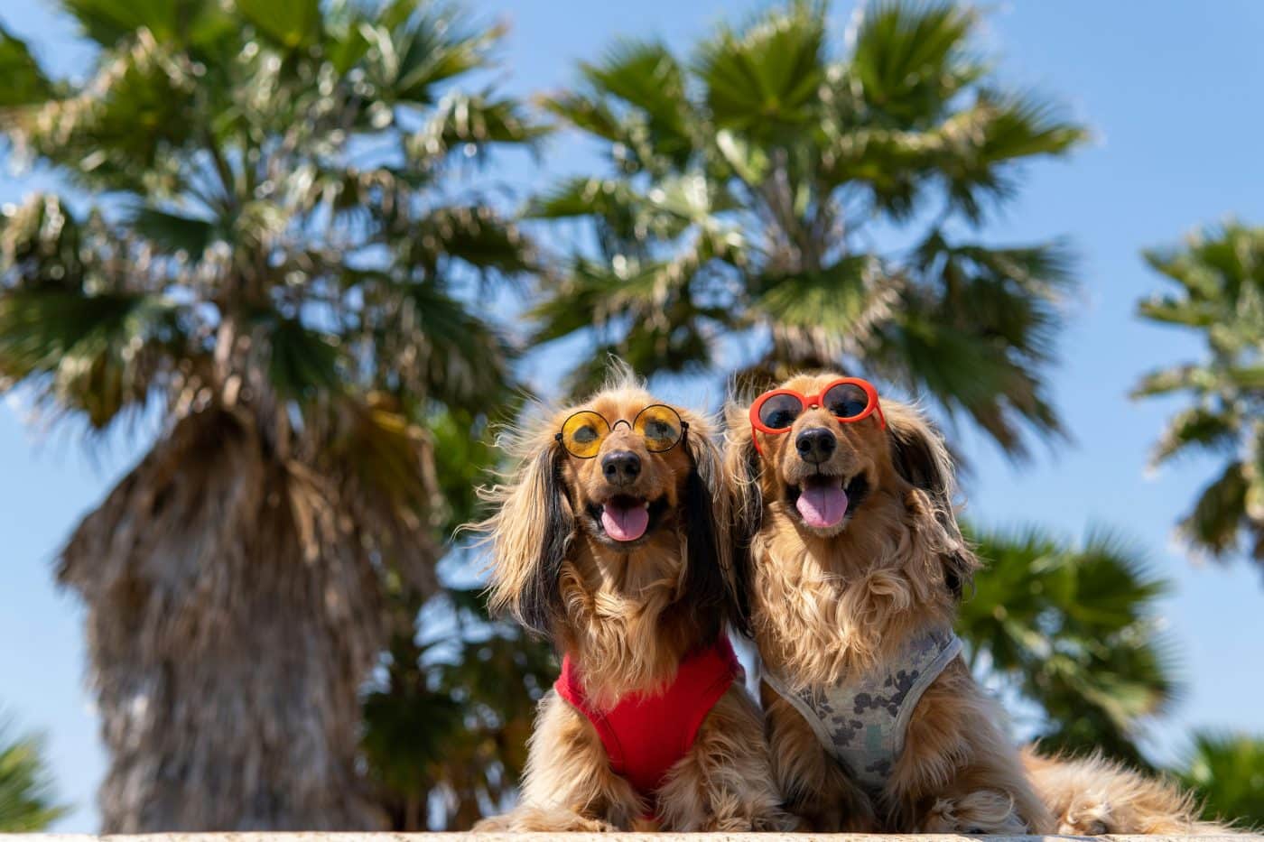 13 Dog Breeds That Would Have Starred in a Classic Family Sitcom 13 Dog Breeds That Would Have Starred in a Classic Family Sitcom