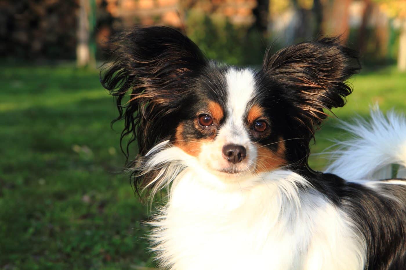 13 Eager Dog Breeds That Live To Please You 13 Eager Dog Breeds That Live To Please You