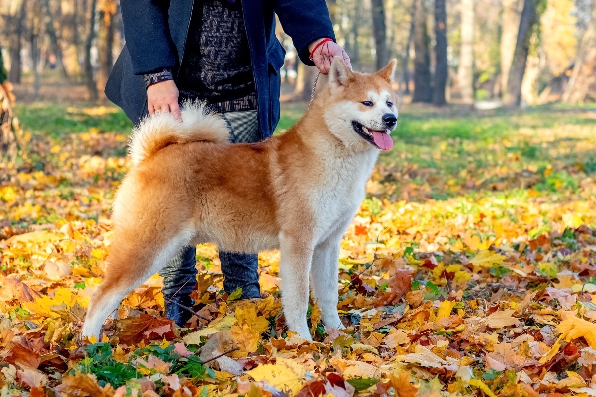 13 Enchanted Dog Breeds That Feel Straight Out of Mythology