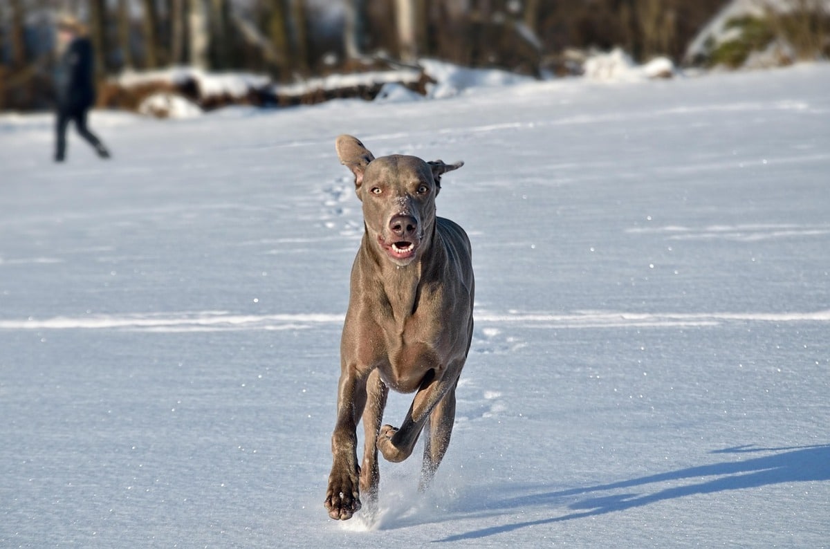 13 Energetic Dog Breeds That Never Quit 13 Energetic Dog Breeds That Never Quit